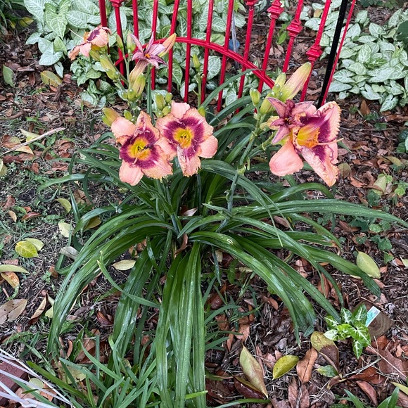 Meet your Posher, Maria - Picture 2 of 4